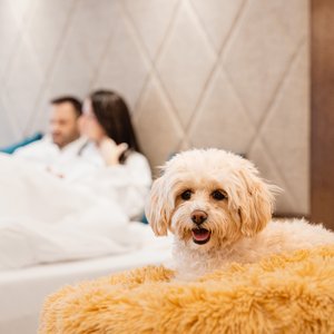 Hunde im Hotel im Zillertal? Ja, klar! Hunde im Hotel im Zillertal? Ja, klar!