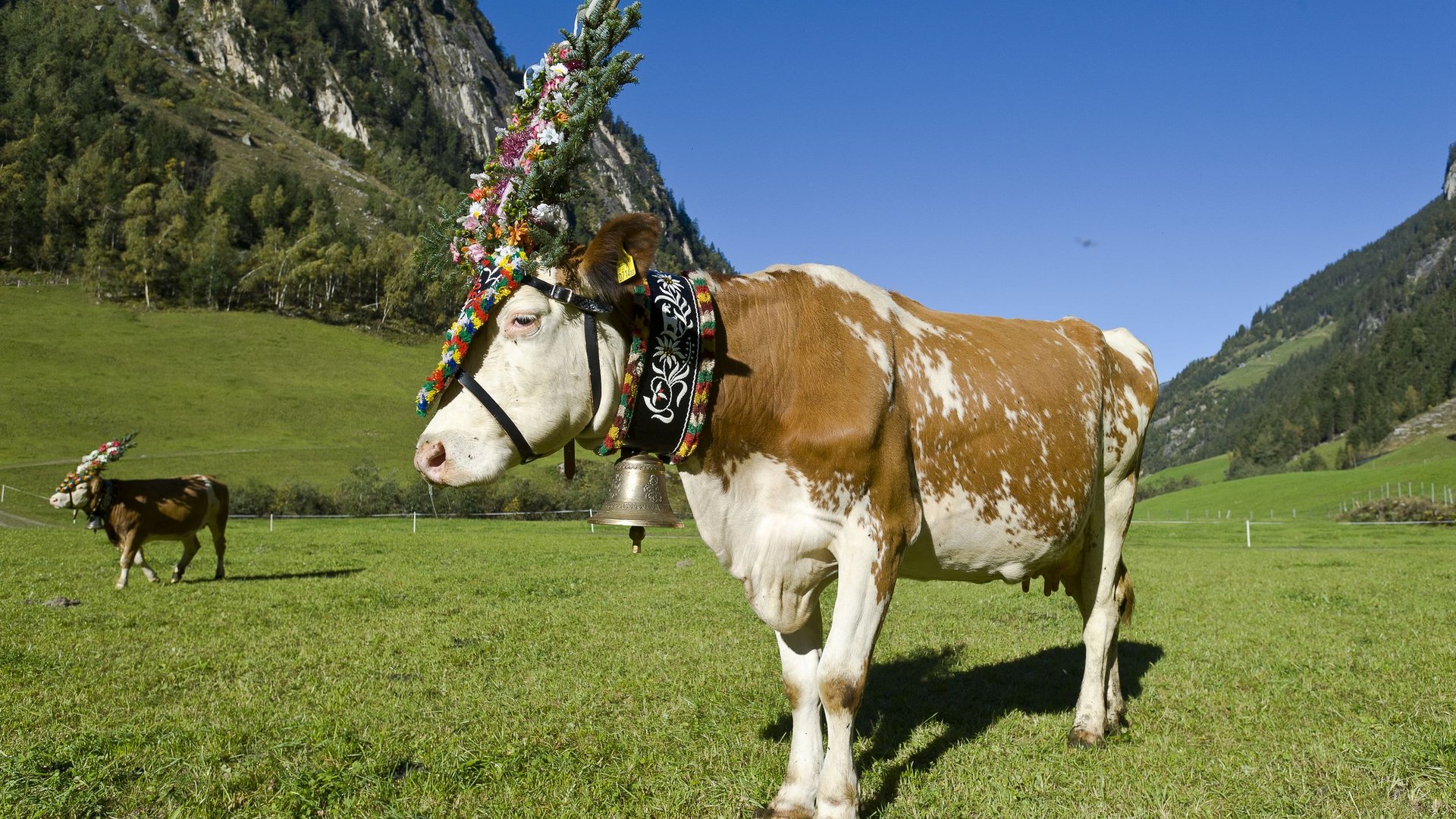 Attractions in Zillertal in summer and winter Attractions in Zillertal in summer and winter