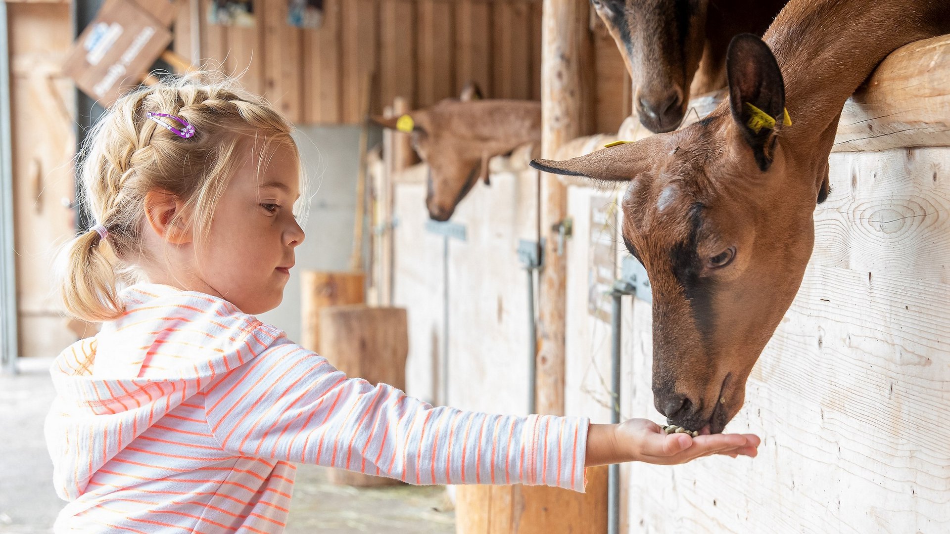 Attractions in Zillertal in summer and winter Attractions in Zillertal in summer and winter