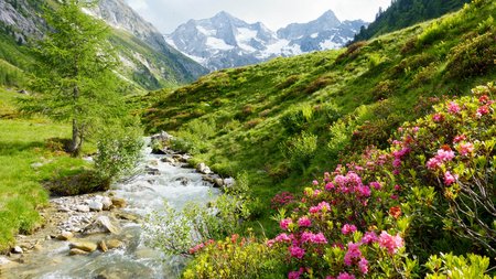 Bergbach und Alpenrosen Bergbach fließt durch eine blühende Wiese mit Alpenrosen, umgeben von Bergen und grüner Landschaft.